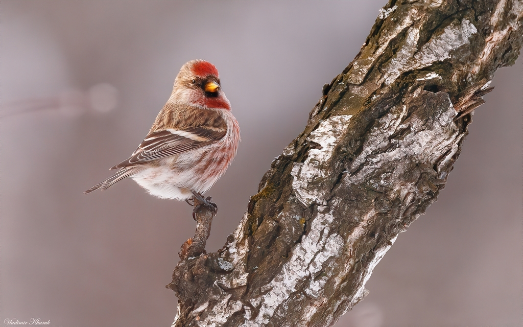 Acanthis flammea (Common Redpoll), California species