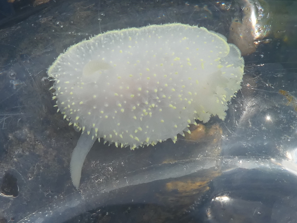 Acanthodoris hudsoni (Hudson's Horned Dorid), California species