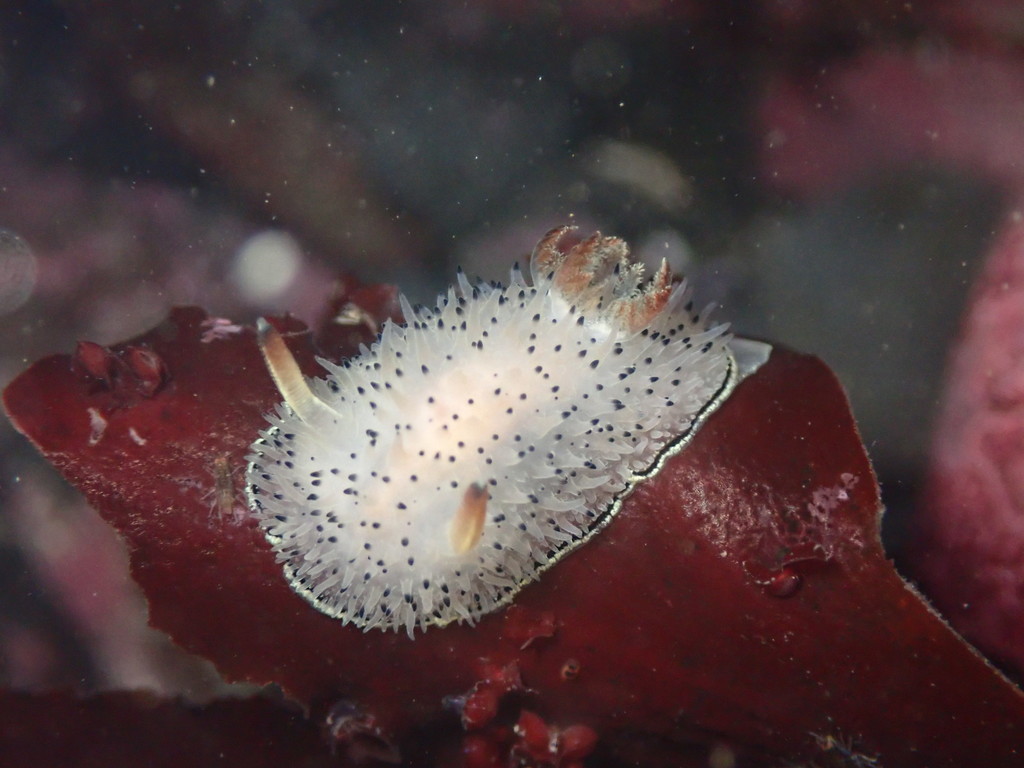 Acanthodoris rhodoceras (Black and White Dorid), California species