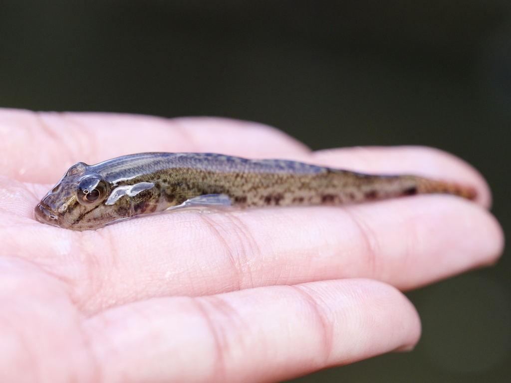 Acanthogobius flavimanus (Yellowfin goby), California species