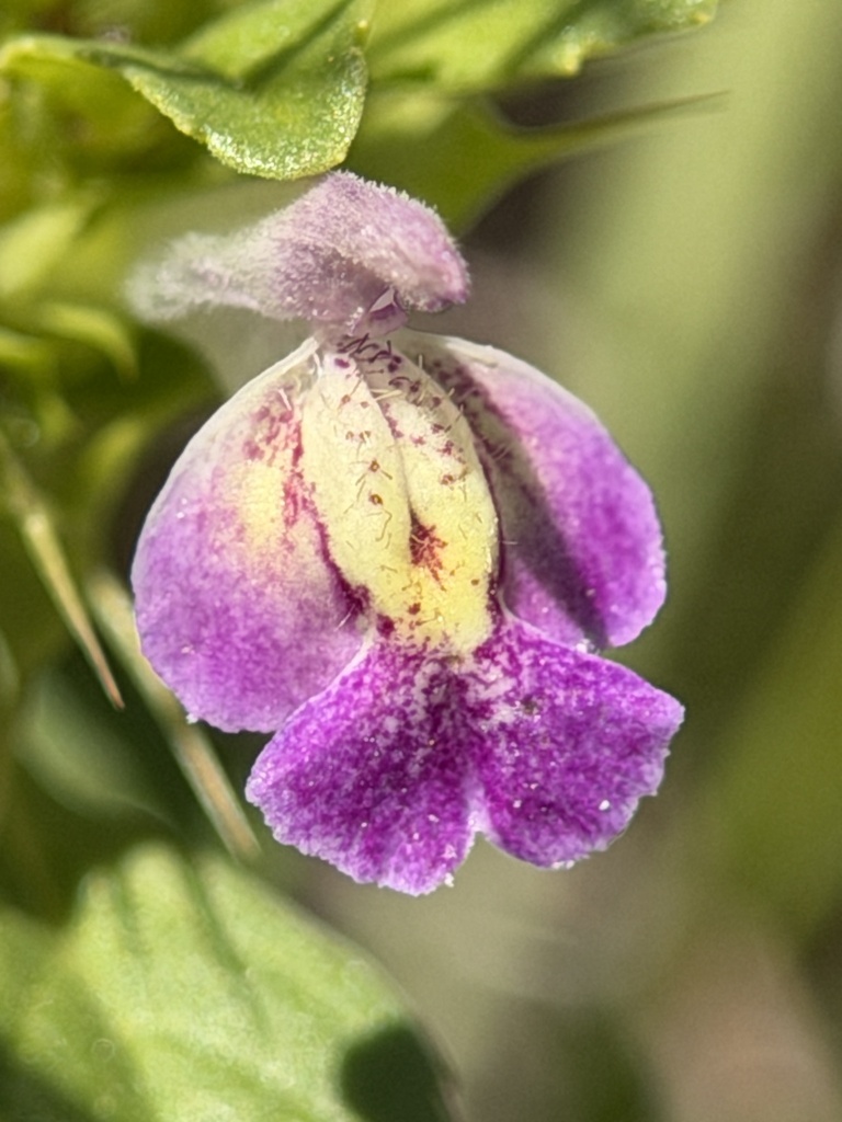 Acanthomintha duttonii (San mateo thornmint), native California herb
