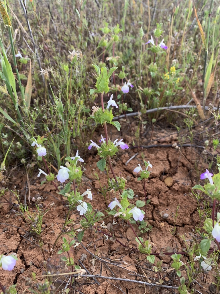 Acanthomintha ilicifolia (San diego thornmint), native California herb