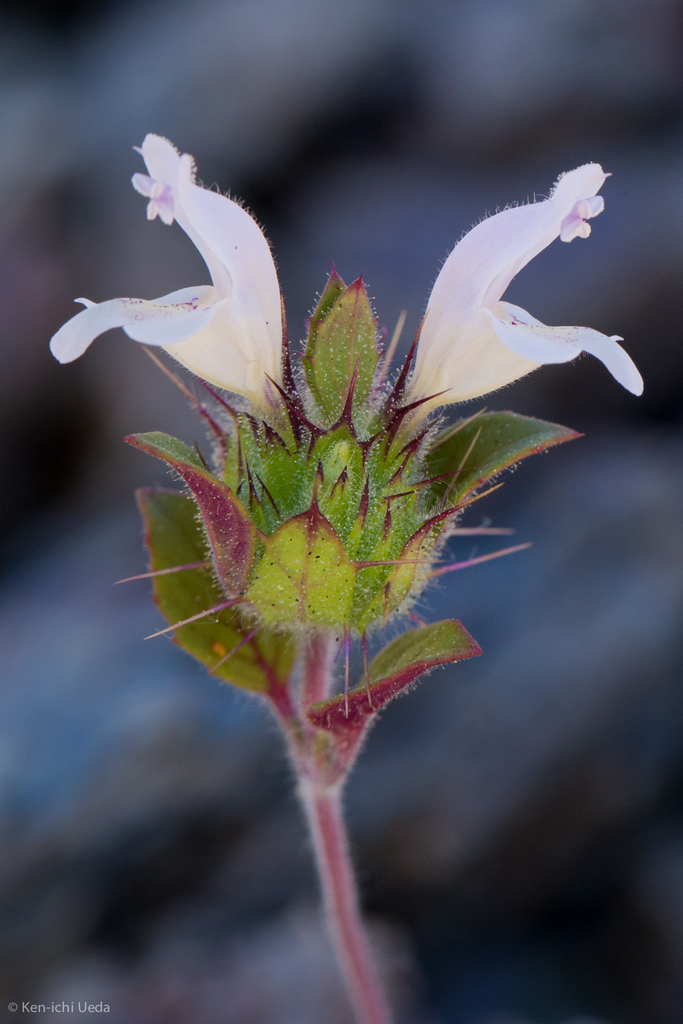 Acanthomintha lanceolata (Santa clara thornmint), native California herb