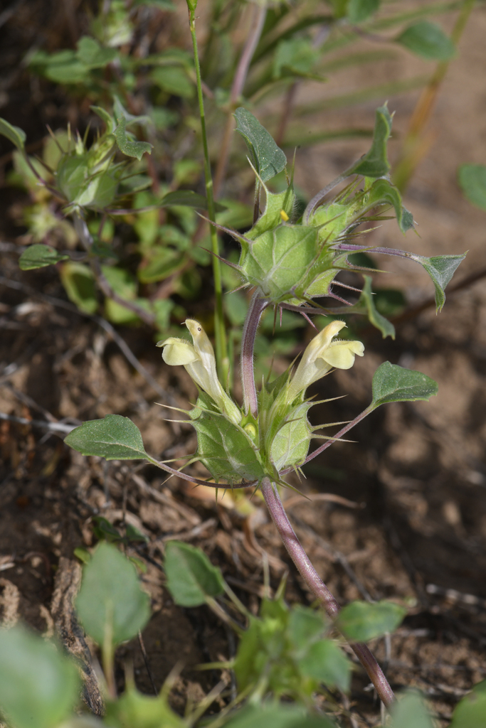 Acanthomintha obovata — parent species of Acanthomintha obovata subsp. cordata