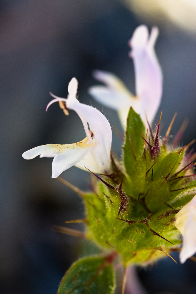 Acanthomintha sp. (Thornmint), non-native California annual