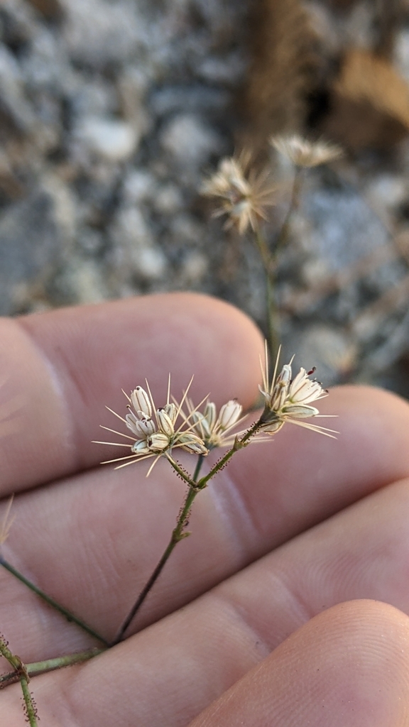 Acanthoscyphus parishii — parent species of Acanthoscyphus parishii var. abramsii