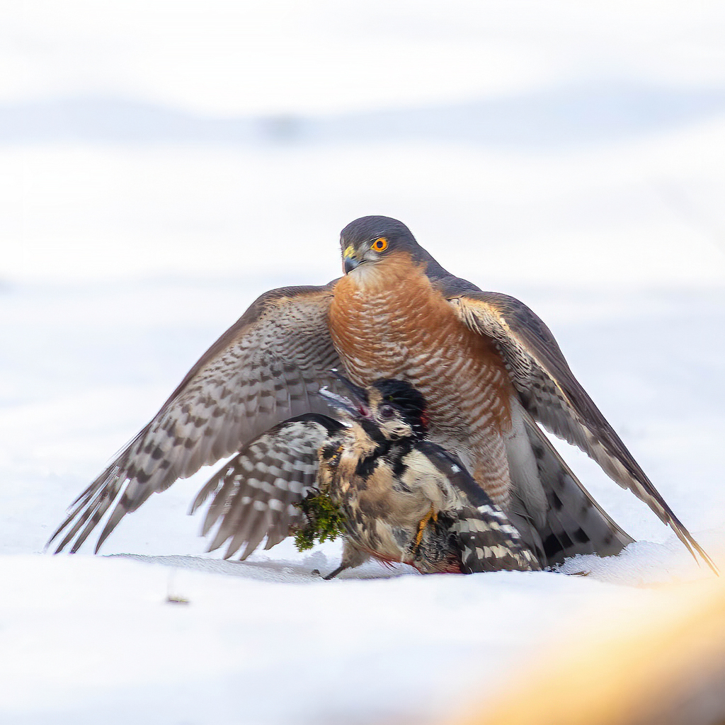 Accipiter gentilis (Northern Goshawk), California species