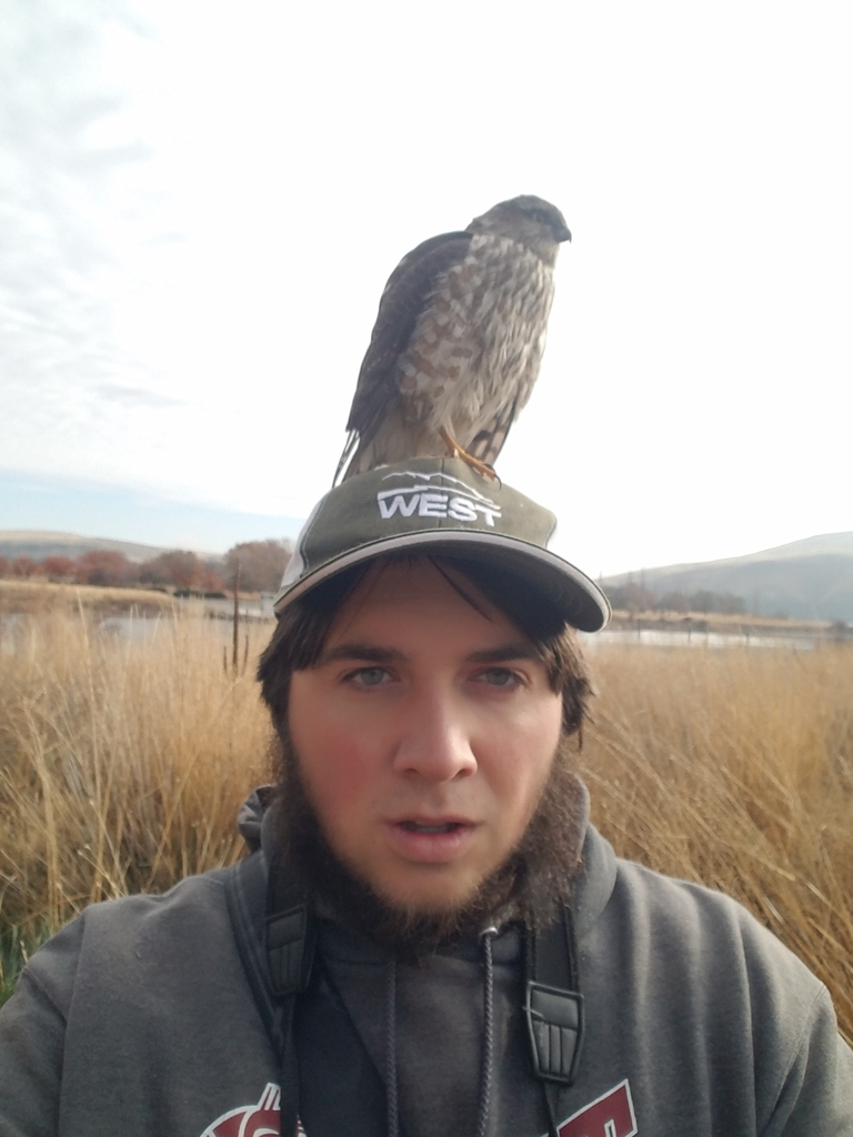 Accipiter striatus (Sharp-shinned Hawk), California species