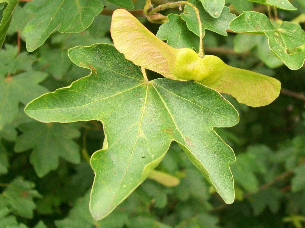 Acer campestre (Hedge maple), non-native California shrub / tree