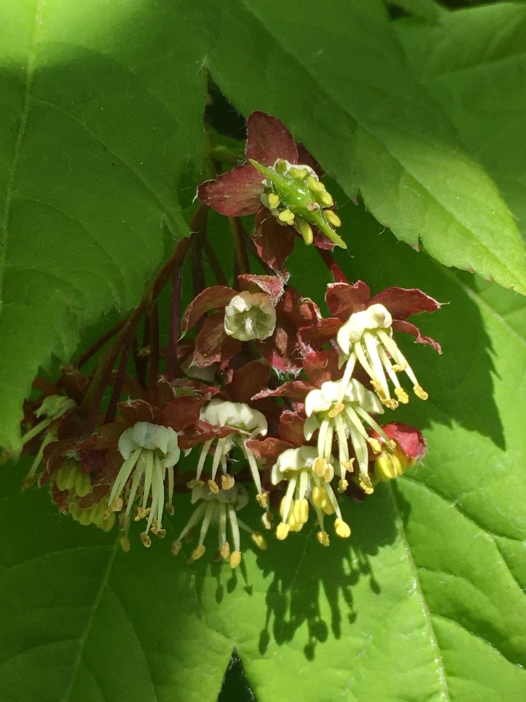 Acer circinatum (Vine maple), native California shrub / tree