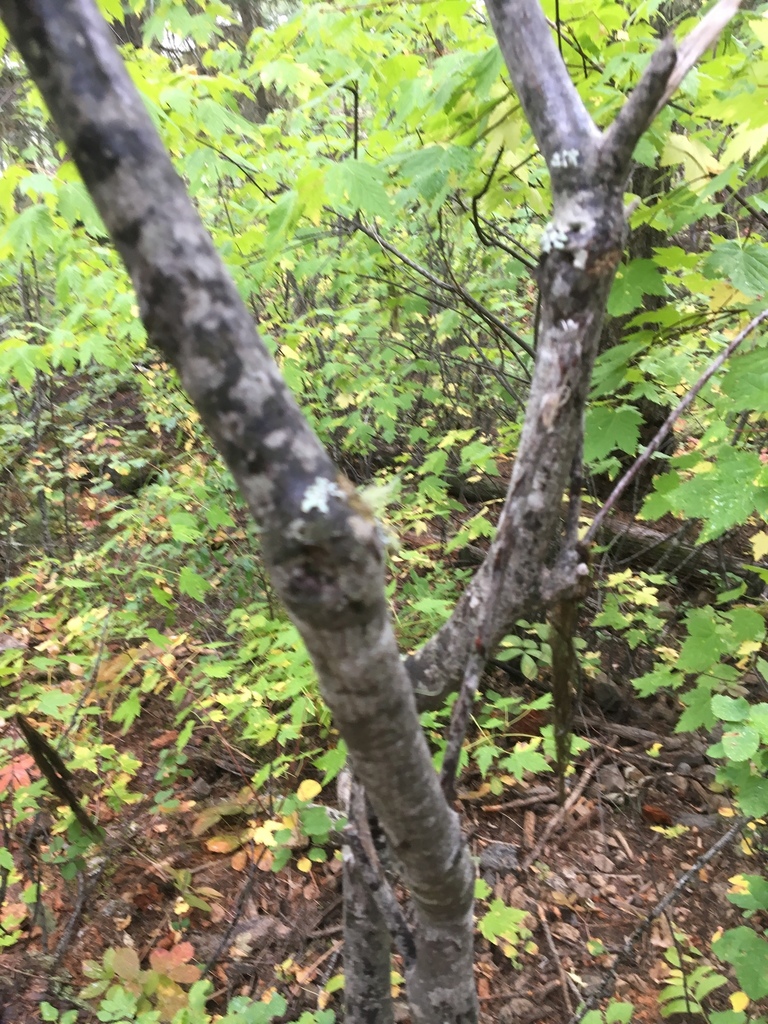 Acer glabrum (Mountain maple), native California shrub / tree