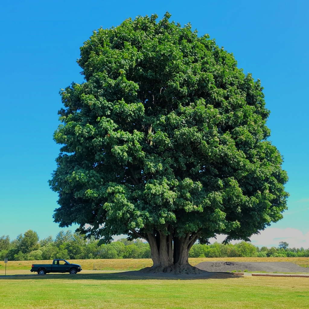 Acer macrophyllum (Big-leaf maple), native California tree