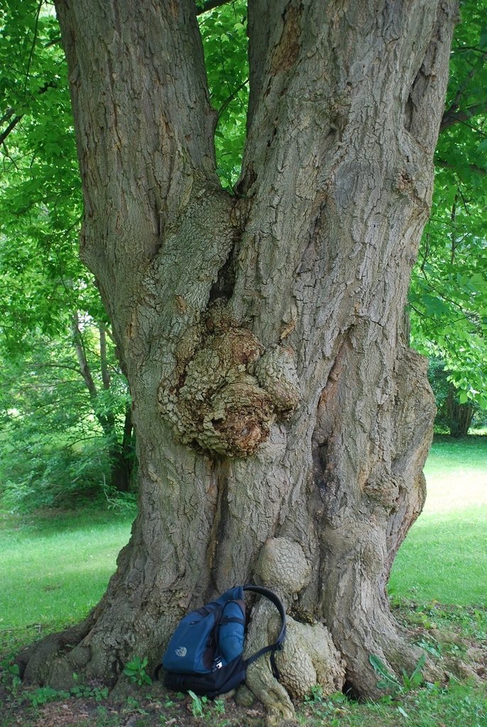 Acer negundo (Box elder), native California tree