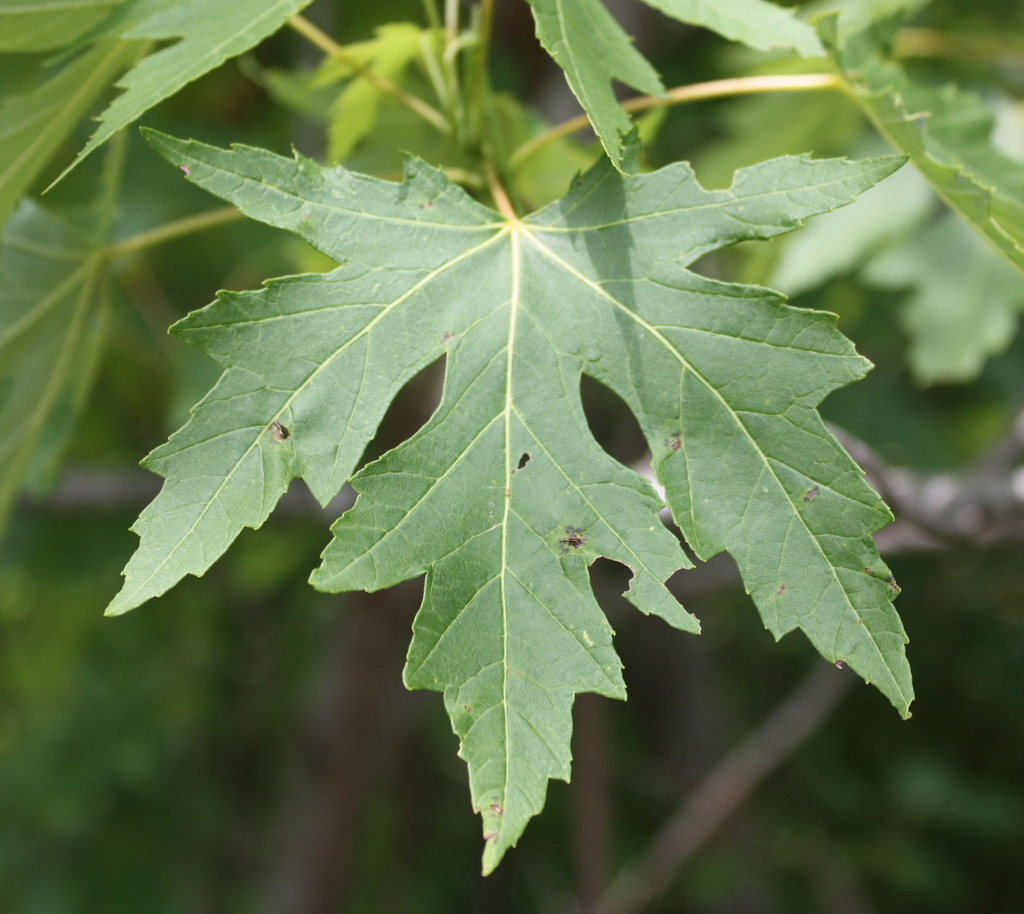 Acer saccharinum (Silver maple), non-native California tree