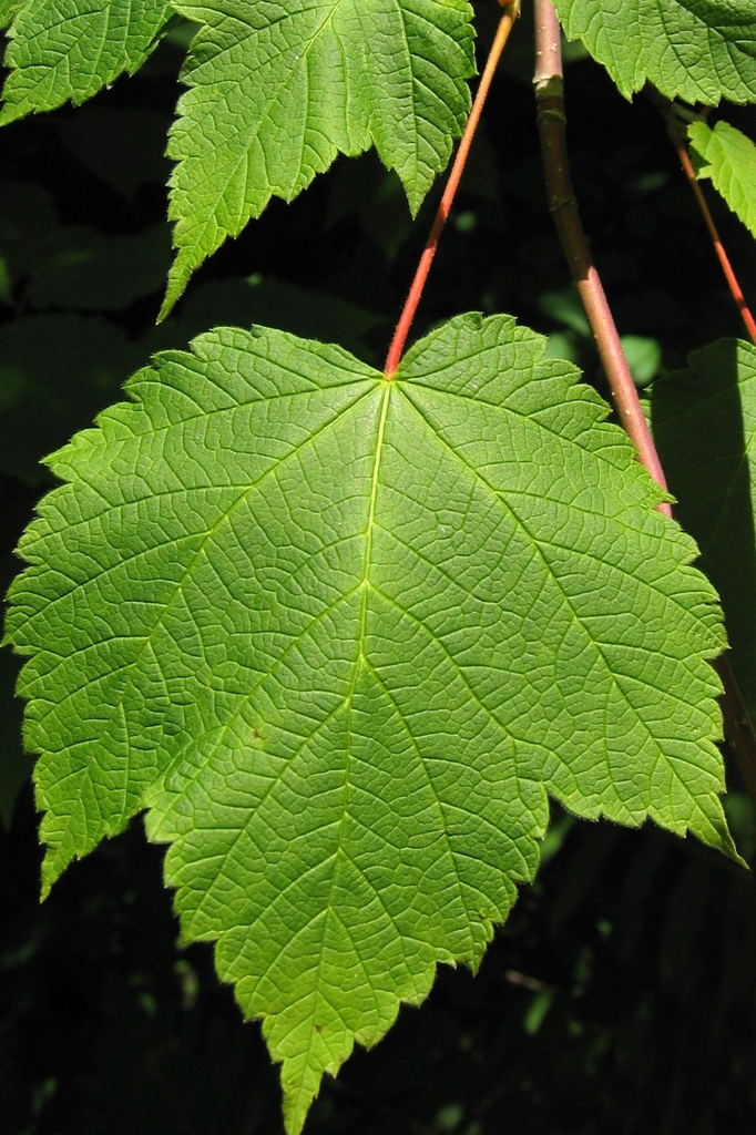 Acer sp. (Maple), non-native California shrub