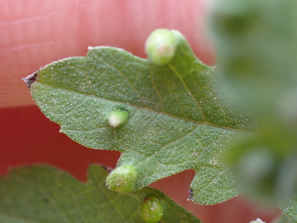 Aceria boycei (Ragweed Gall Mite), California species