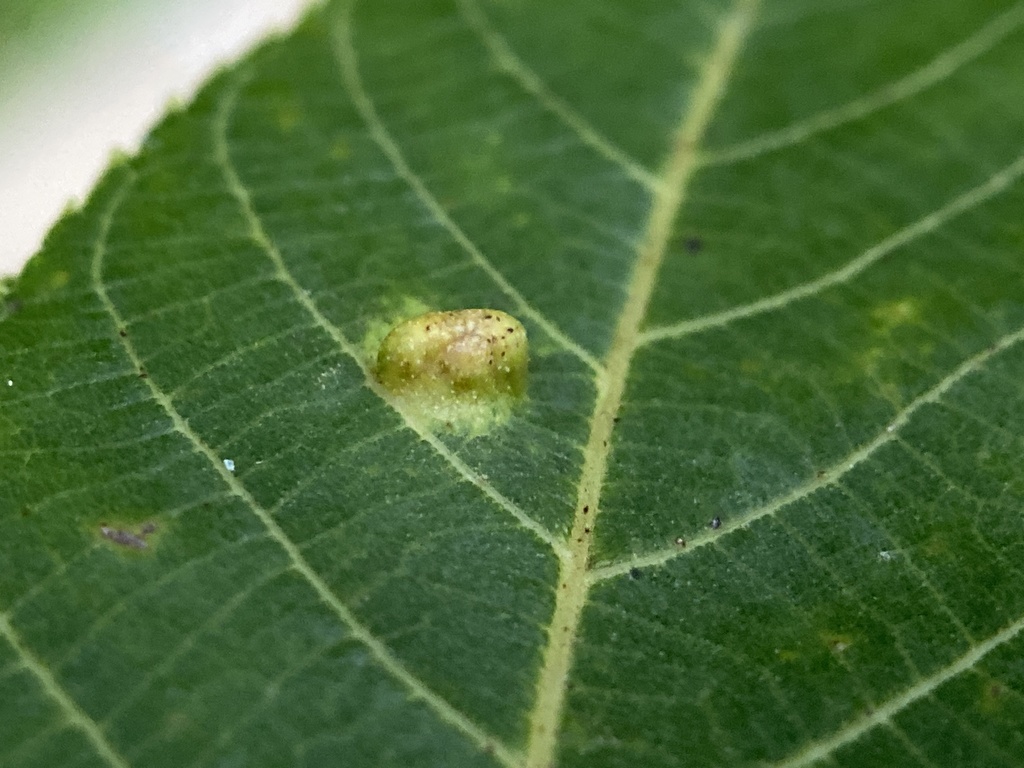 Aceria brachytarsa (California Black Walnut Pouch Gall Mite), California species