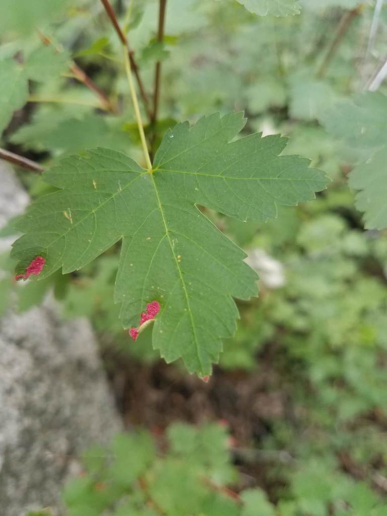 Aceria calaceris (Rocky Mountain Maple Felt Mite), California species