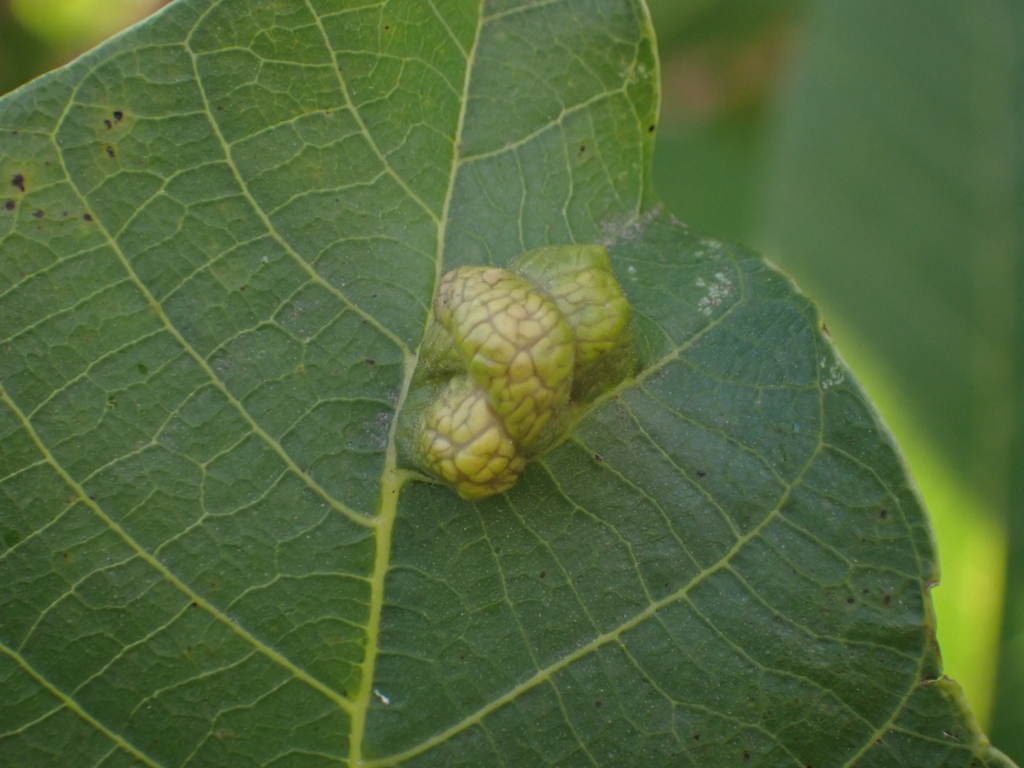 Aceria erinea (Walnut Blister Mite), California species
