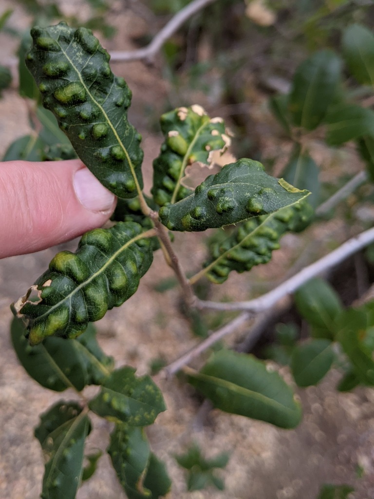 Aceria mackiei (Live Oak Erineum Mite), California species