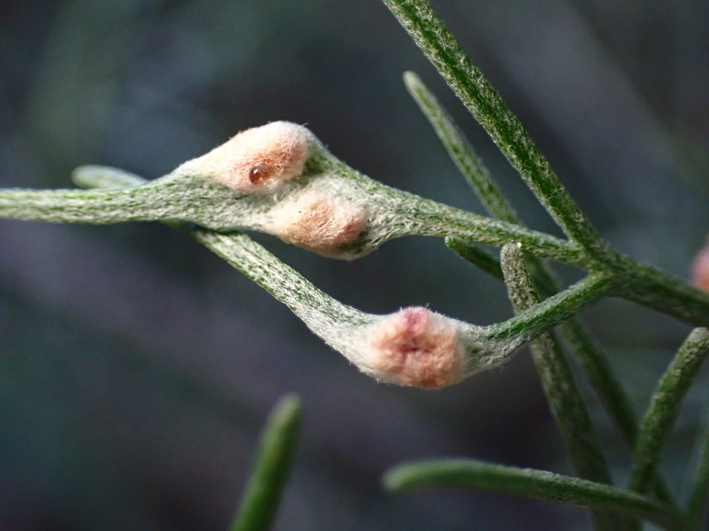 Aceria paracalifornica (California Sagebrush Gall Mite), California species