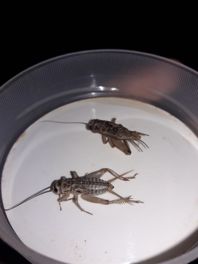 Acheta domesticus (House Cricket), California species