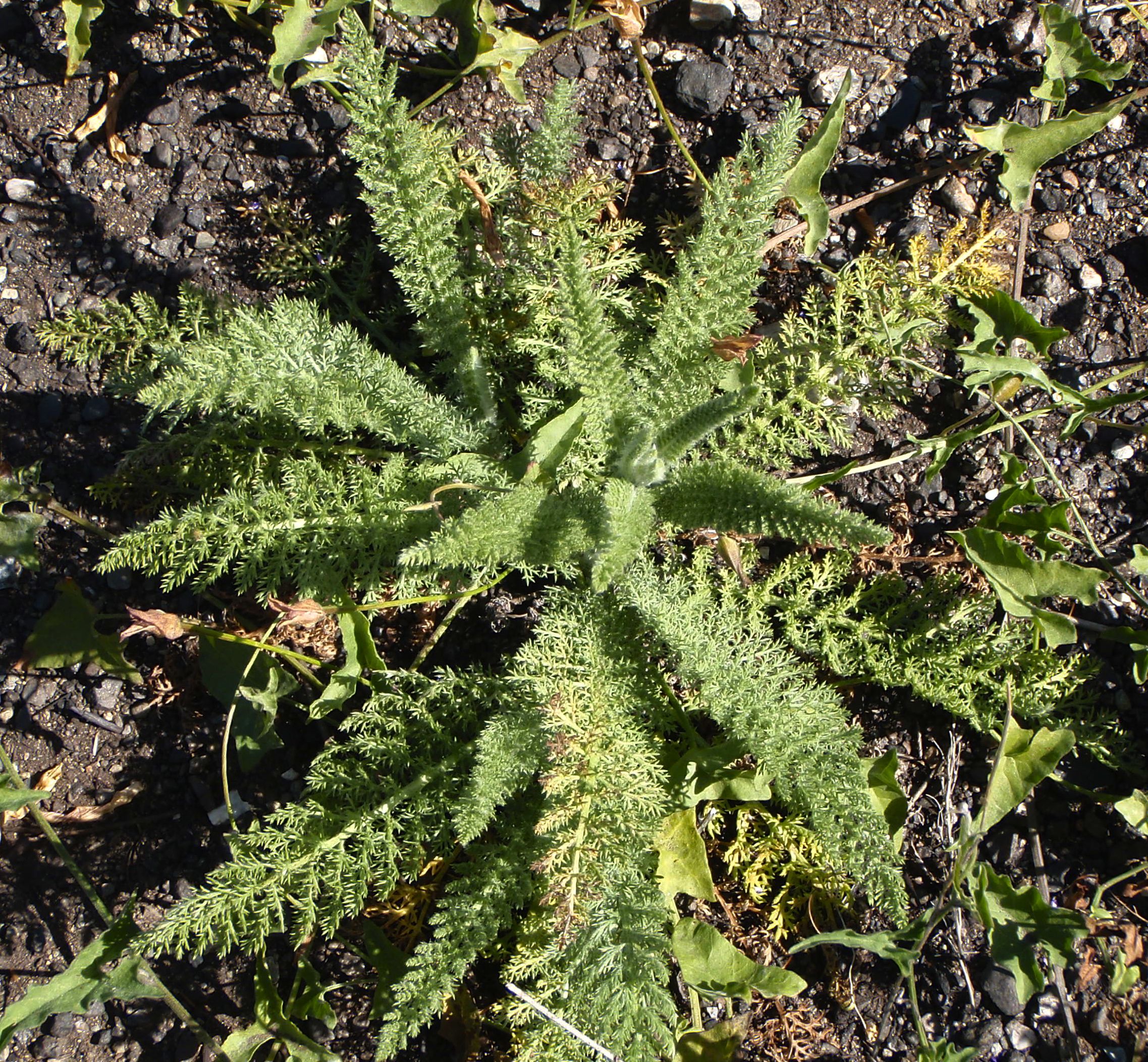 Achillea millefolium (Common yarrow), native California herb
