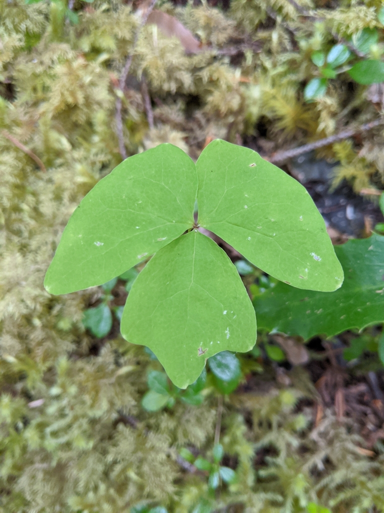 Achlys triphylla subsp. triphylla, native California perennial