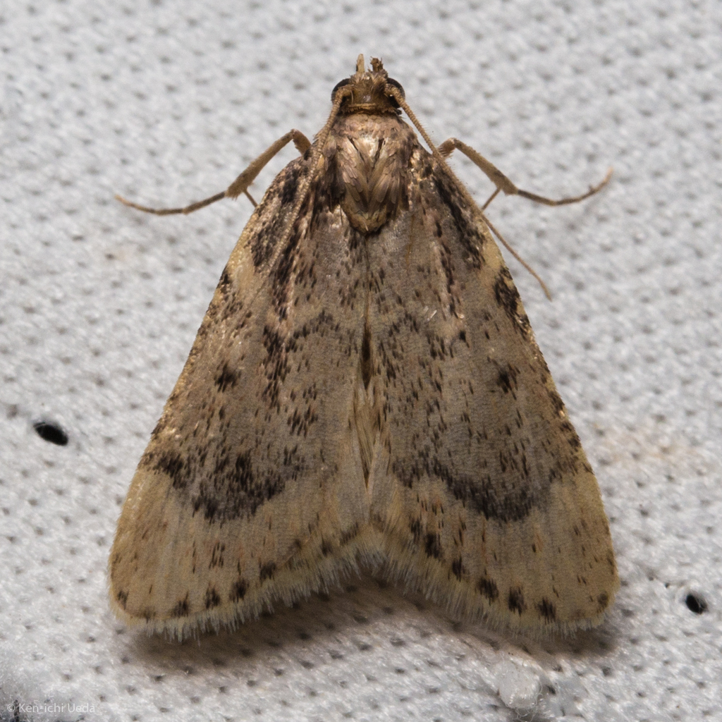 Achyra occidentalis, California species