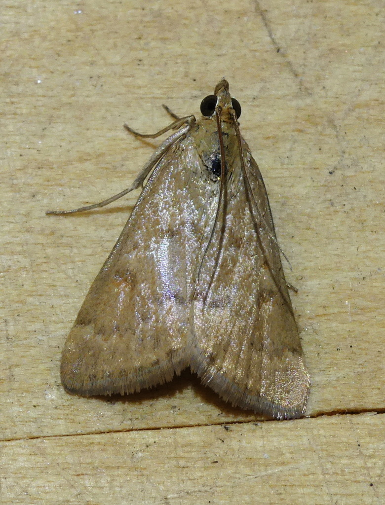 Achyra rantalis, California species