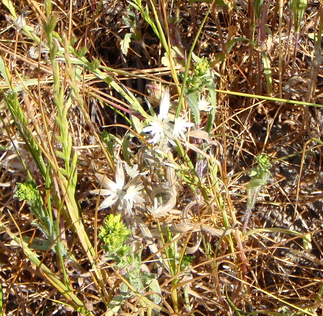 Achyrachaena mollis (Soft blow wives), native California herb