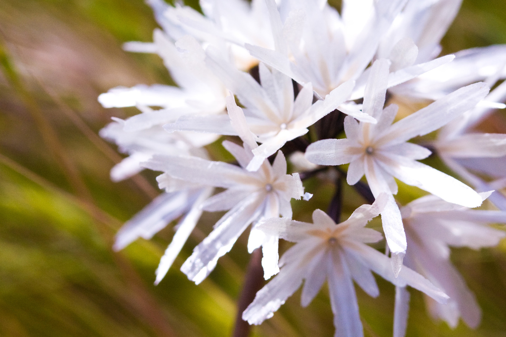 Achyrachaena sp. (Blow-wives), non-native California annual