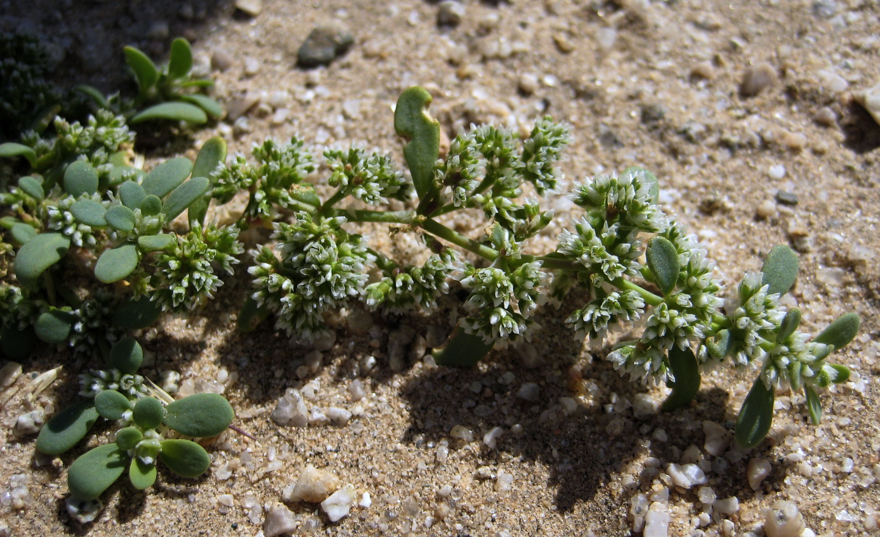 Achyronychia cooperi (Onyx flower), native California herb