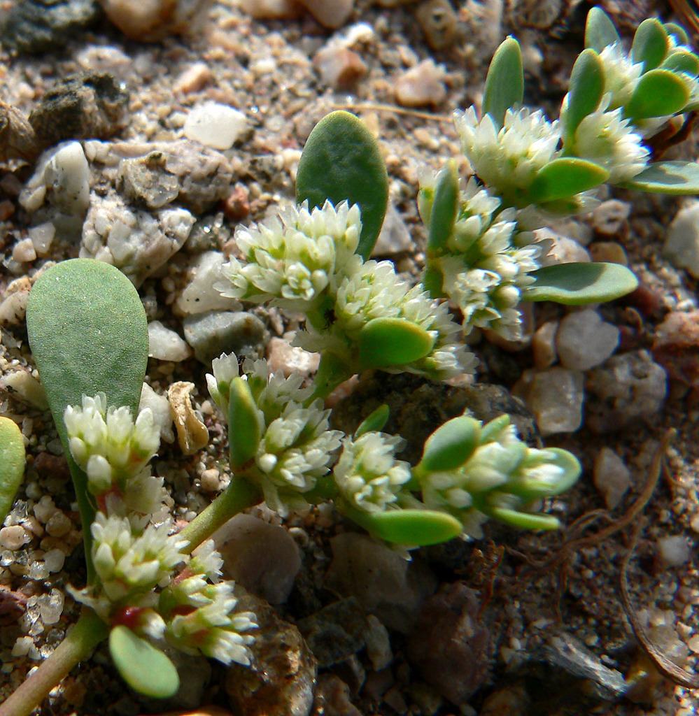Achyronychia sp., non-native California perennial
