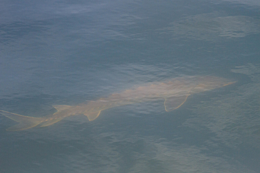 Acipenser medirostris pop. 2 (Green Sturgeon - Northern Dps), California species