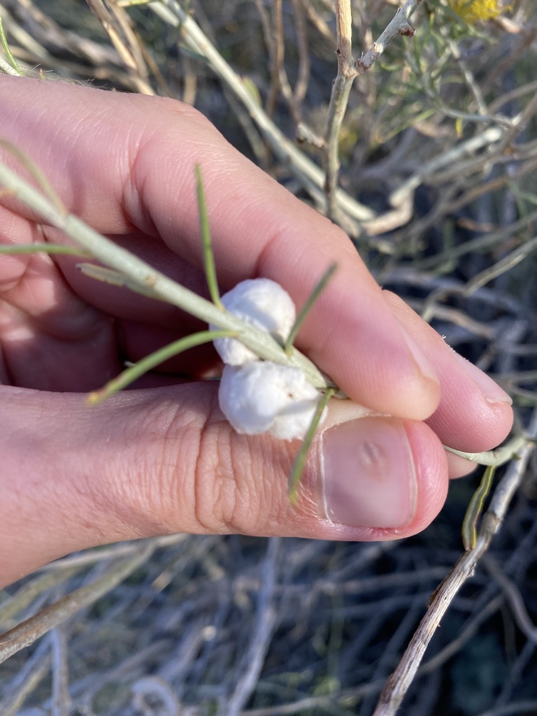 Aciurina bigeloviae (Cotton-gall Tephritid), California species