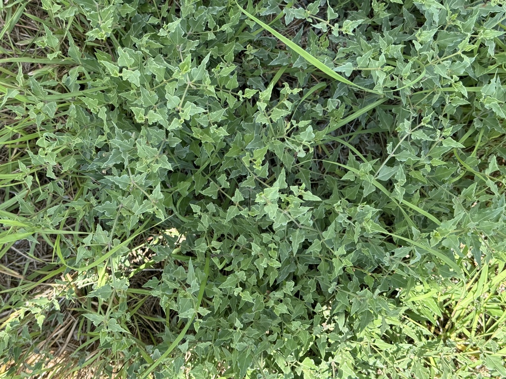 Acleisanthes longiflora (Angel trumpets), native California subshrub
