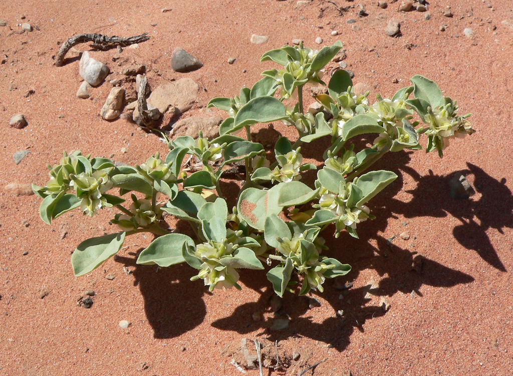 Acleisanthes nevadensis (Desert wing-fruit), native California subshrub