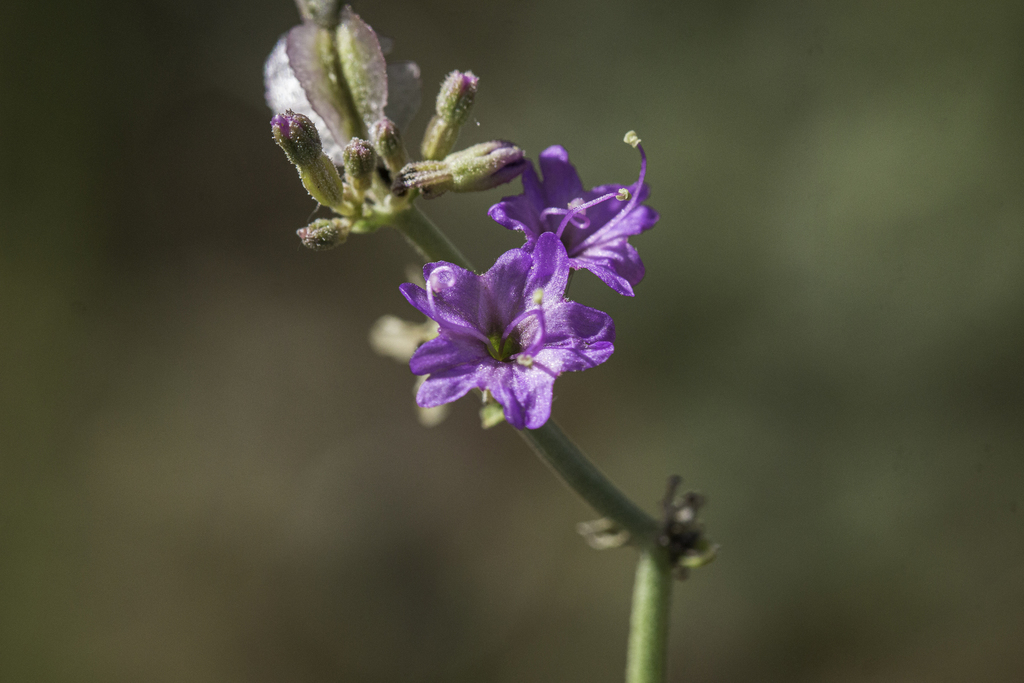 Acleisanthes sp. (Trumpets), non-native California perennial