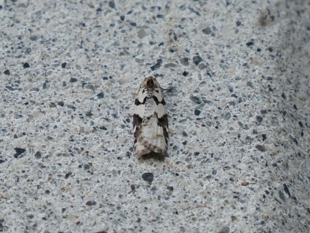 Acleris gloveranus (Western Blackheaded Budworm), California species