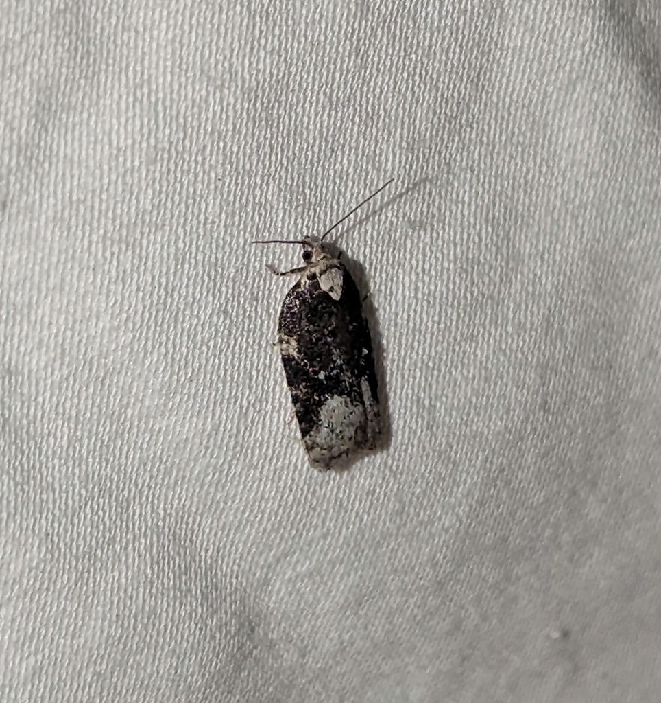 Acleris senescens, California species