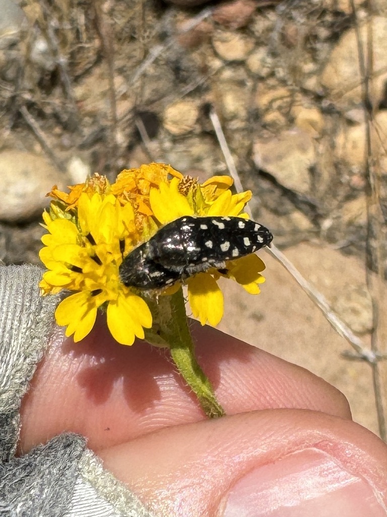 Acmaeodera bacchariphaga, California species