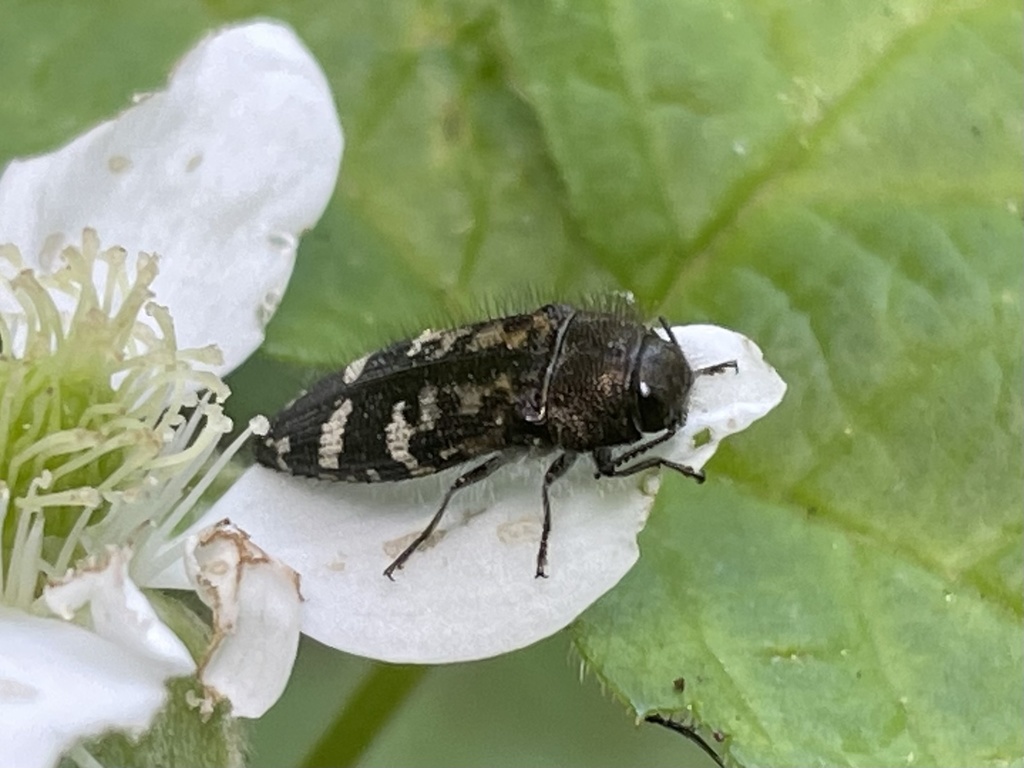 Acmaeodera connexa, California species