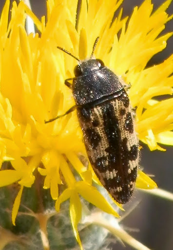 Acmaeodera hepburnii, California species