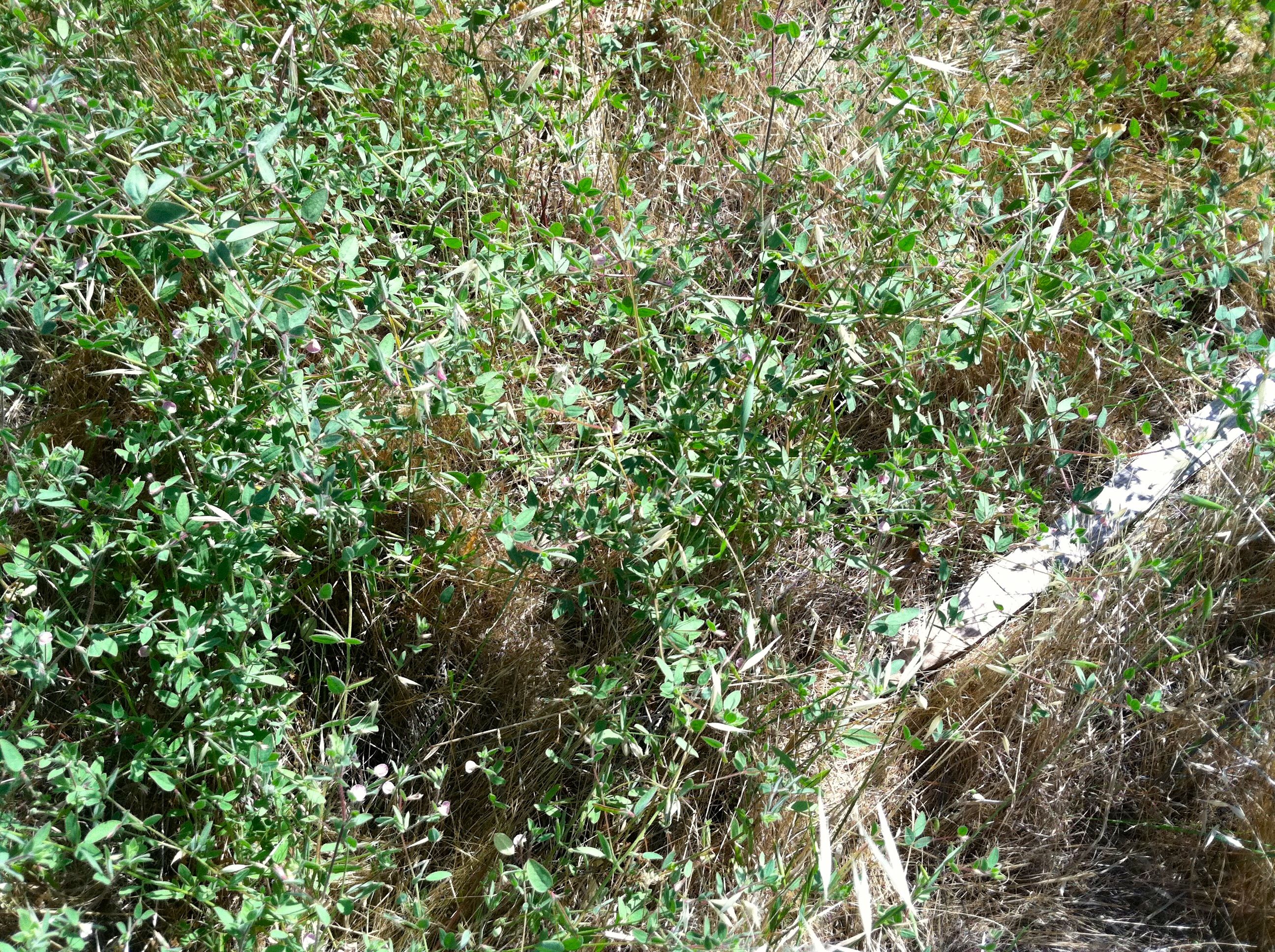 Acmispon americanus var. americanus (American bird's foot trefoil), native California herb
