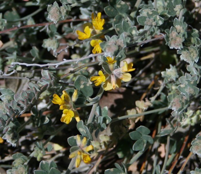 Acmispon argophyllus var. argophyllus (Southern California silver lotus), native California herb