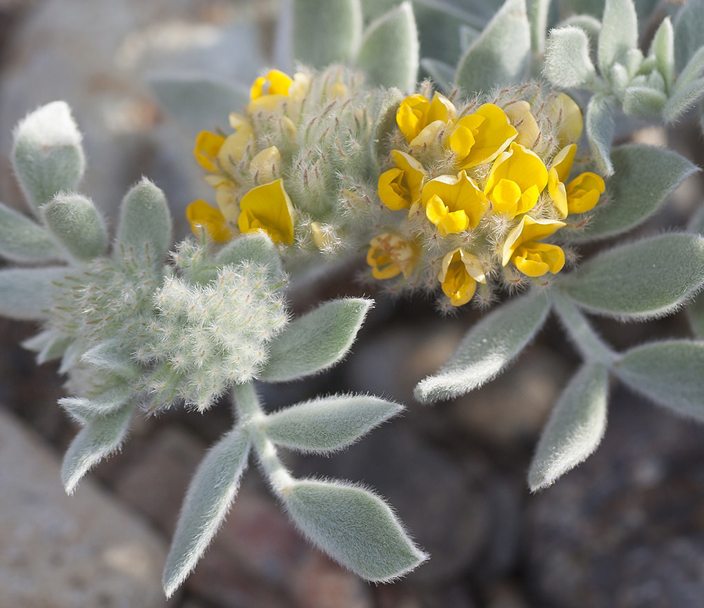 Acmispon argophyllus var. niveus (Santa cruz island bird's-foot trefoil), native California subshrub