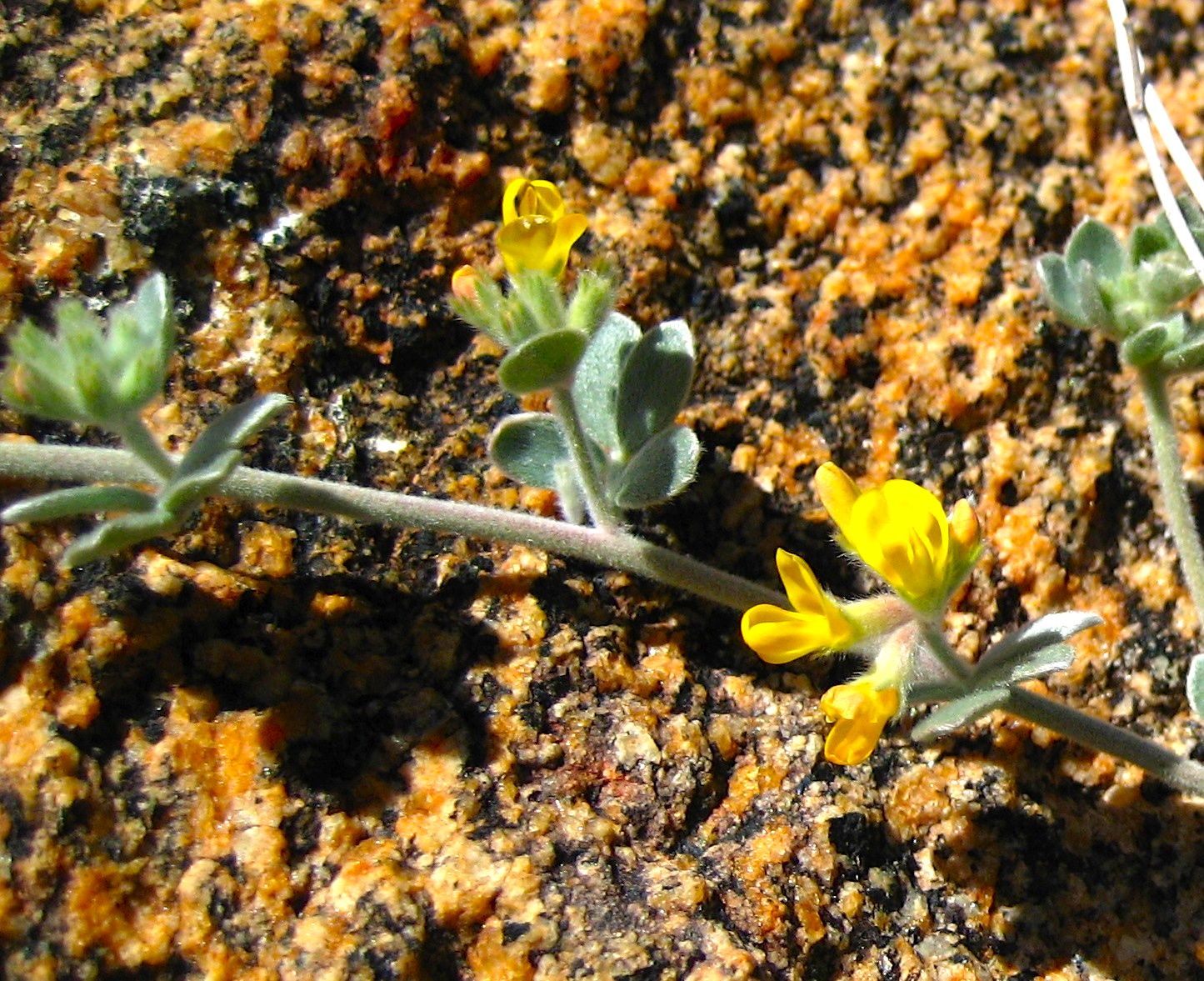 Acmispon argophyllus (Silver birds foot trefoil), native California subshrub