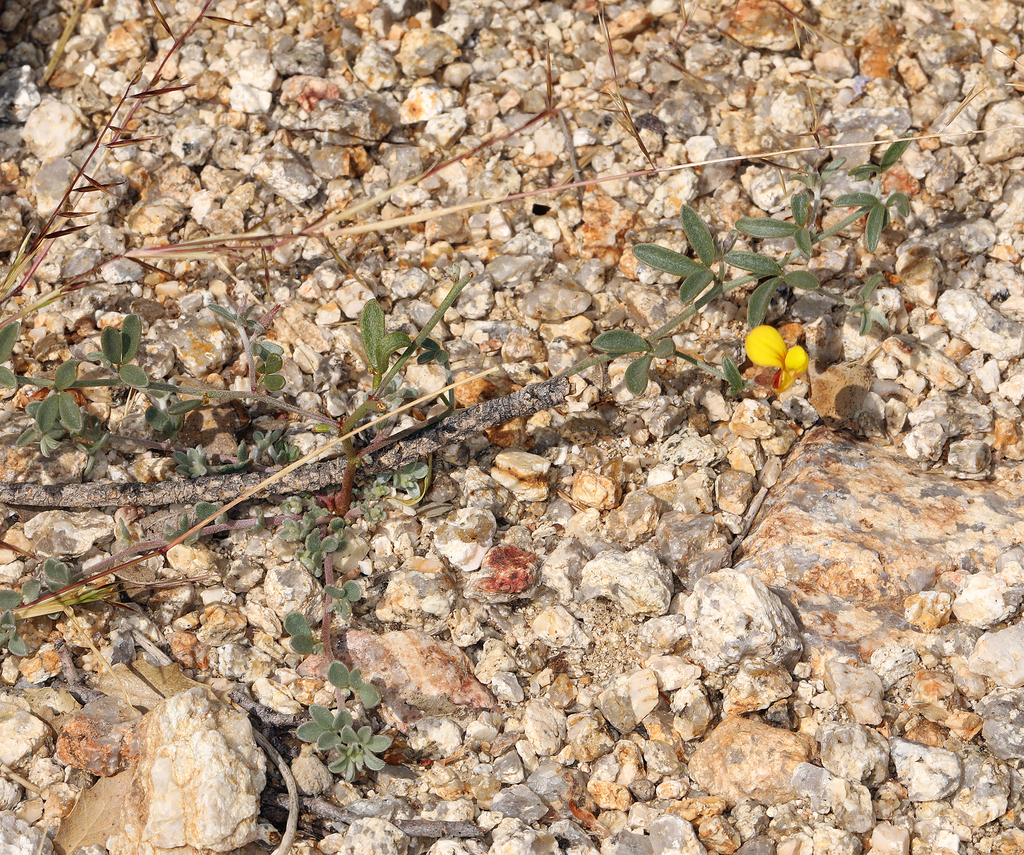 Acmispon argyraeus — parent species of Acmispon argyraeus var. multicaulis
