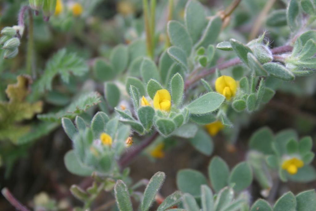 Acmispon brachycarpus (Short podded lotus), native California herb